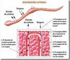 Posee aspecto de lagartija con una piel lisa glandular y húmeda de distintos colores. Respiracion Animal Ecured