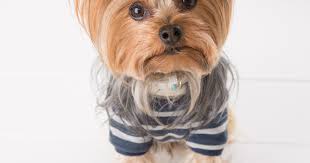 Image result for white yorkshire terrier