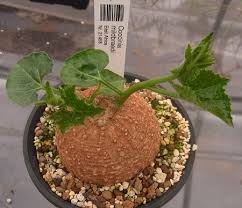 Image result for Coccinia mildbraedii