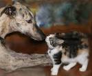 Cats and Greyhounds - Greyhound Friends for Life - Rescue ...