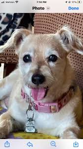 Lost & Found Pets of Wise County Texas