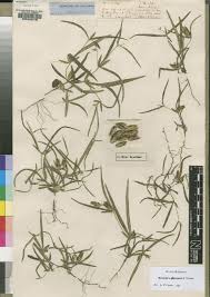 Image result for Blepharis stuhlmannii