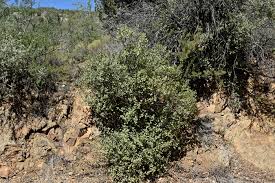 Image result for Rinorea ilicifolia