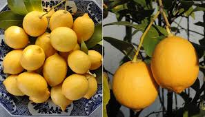 左から若きレモンの島出身の建築家。 レモン研究家。 レモンザムライ 。 そしてレモン社長。 東京にいるレモンをこよなく愛するレモン軍団を. ã¬ã¢ã³ã®åç©« åçå®¶ æ¾æ¬è·¯å­ã®ã«ã¼ããã«ã³ãã¼ä¾¿ã Gardenstory ã¬ã¼ãã³ã¹ãã¼ãªã¼