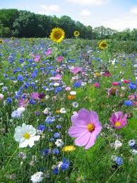 Maybe you would like to learn more about one of these? 260 Field Flowers Ideas Flowers Wild Flowers Flower Field