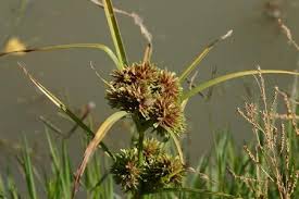 Image result for Cyperus margaritaceus