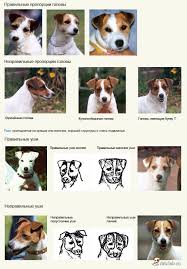 standarty porody dzhek rassel jack russell terrier jack russell terrier