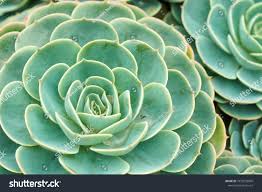 Image result for Crassulaceae