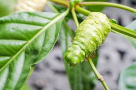 Mora, mora india foto de archivo. Imagen de indio, baya