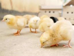 Cheaper Disease Resistant Chicken Breed Developed In Madhya