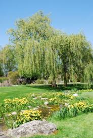 Download weeping willow tree stock vectors. What Are Weeping Trees Common Weeping Trees And Shrubs For The Landscape