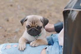 Pug Kopegi Irki Hakkinda Bilinmesi Gereken Her Sey