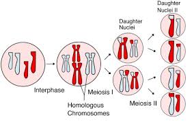Meiosis - Wikipedia