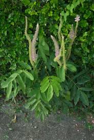 Image result for Uraria