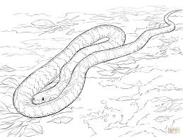 Read on to get the full lowdown on this iconic. Cool Snakes Coloring Pages Coloring Home