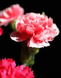 Yun Free Stock Photos No 2473 Pink Of A Carnation Japan Tokyo Carnations Photo Pink