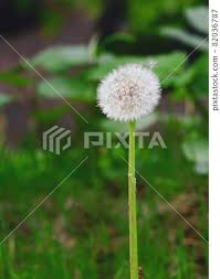 Image result for Lactuca indica
