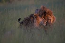 Is This a Picture of Gay Lions Mating? | Snopes.com