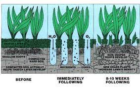 Check spelling or type a new query. Why Aerate And Overseed Your Lawn In The Fall In Nashville
