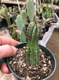 Image result for Euphorbia pfeilii