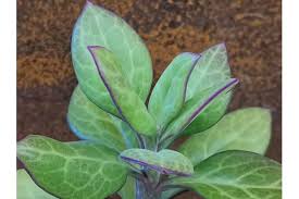 Image result for Kleinia