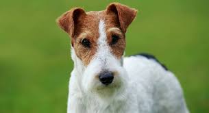 More popular than their smooth relatives, wire fox terriers did not appear in show rings until the puppies for sale! Fox Terrier Two Different Breeds Of The Terrier Type