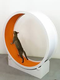 1) i want to change the thickness of the wood to 12mm. 7 Incredible Indoor Exercise Wheels For Cats Styletails