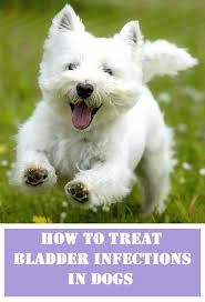Safe Home Remedies For Bladder Infections In Dogs Bladder Infection In Dogs Dog Remedies Dog Uti