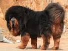 Mastiff Dog Breed Information, Pictures, Characteristics ...