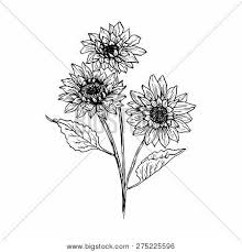 Ink sunflower drawing seamless background, black and white floral design for wallpaper, wrapping and fabric, vintage sunflower. Sunflower Hand Drawn Vector Photo Free Trial Bigstock