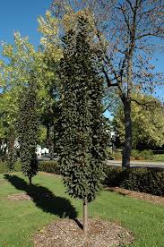 Click To View Full Size Photo Of Purple Spire Columnar Crabapple Malus Jefspire At Dutch Growers Garden Centre Crab Apple Spires Plants