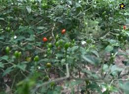 Check spelling or type a new query. Telediario Tamaulipas Chile Piquin Facebook