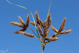 Image result for Bolboschoenus glaucus