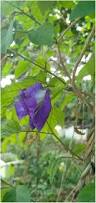 Image result for Clitoria