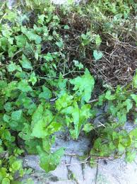 Image result for Rumex sagittatus