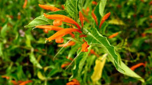 Image result for Justicia heterocarpa