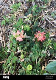 Image result for Indigofera spicata