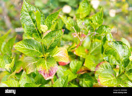 Image result for Cercospora hydrangea