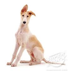 Superstock Stock Photography Borzoi Pup 10 Weeks Old Sitting With One Ear Perked Up Borzoi Puppy Puppy Dog Photos Borzoi