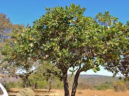 Image result for Uapaca nitida