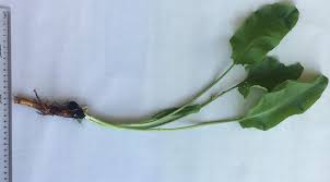 Image result for Rumex nepalensis