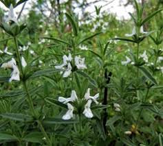 Image result for Leucas sexdentata