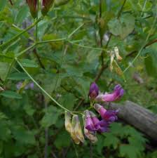 Image result for Craibia grandiflora