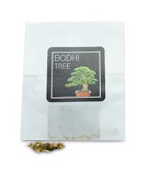 Bodhi Tree Sacred Fig Seeds Yugen Bonsai Premium Bonsai Sets Seeds And Pots