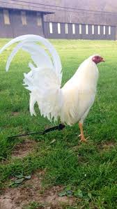 White Butcher Game Fowl Game Fowl Chickens Backyard Chickens And Roosters