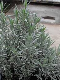 Image result for Alchornea occidentalis