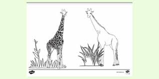 The spruce / miguel co these thanksgiving coloring pages can be printed off in minutes, making them a quick activ. Printable Giraffe Colouring Page Colouring Page Ks1