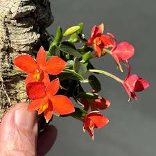 Image result for Polystachya galeata