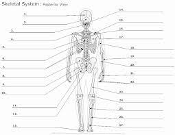 Scroll down for a downloadable pdf of this tutorial. Anatomy Pictures Muscles And Bones Pdf Downloads Anatomy Pictures Muscles And Bones Pdf Downloads Human Produces New And Abnormal Bone Arrangements Satria Hutagalung