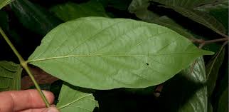 Image result for Scytopetalum pierreanum